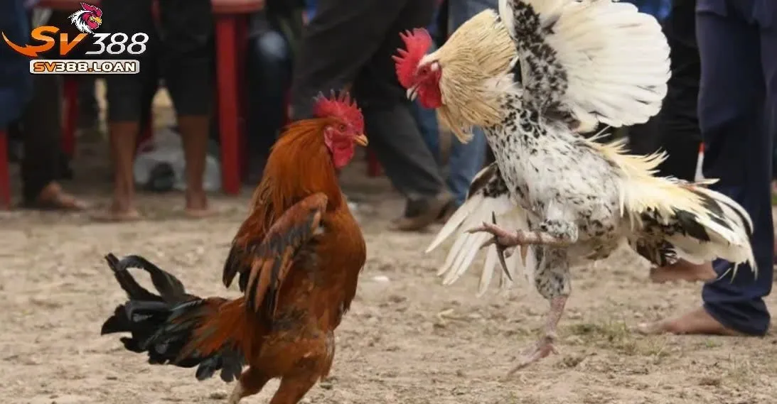 Đá Gà Casino Sv388: Định Nghĩa và Sự Phát Triển