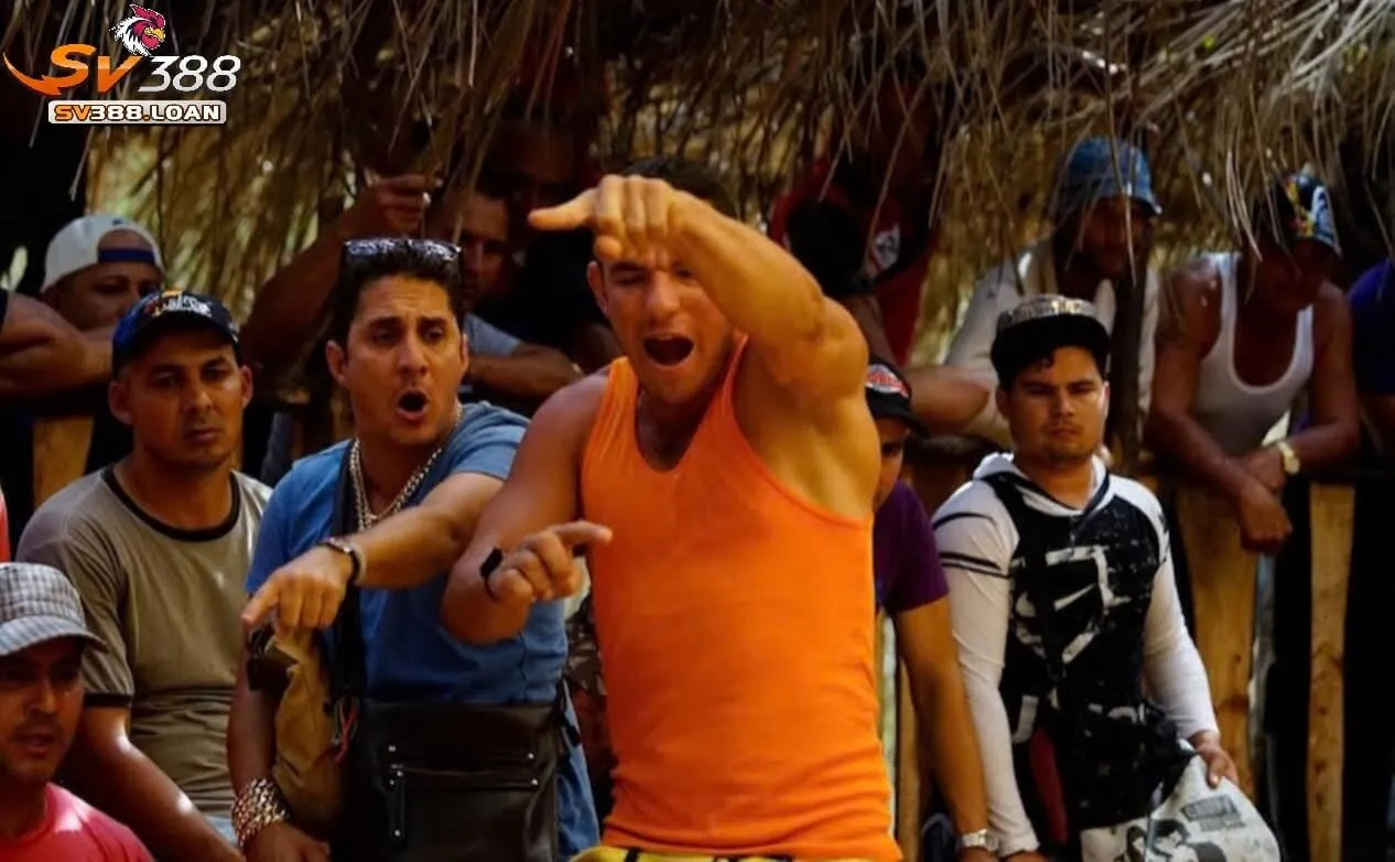 Giống Đá Gà Chọi Cuba Sv388 là gì, một số đặc điểm nhận biết về giống gà này