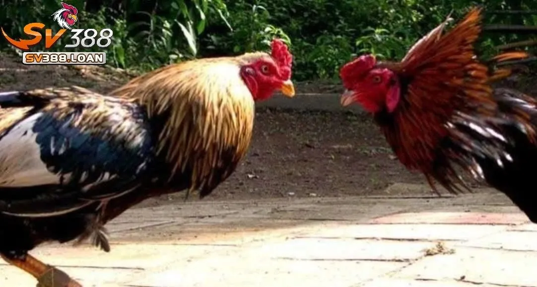 da ga cua sat sv388 1