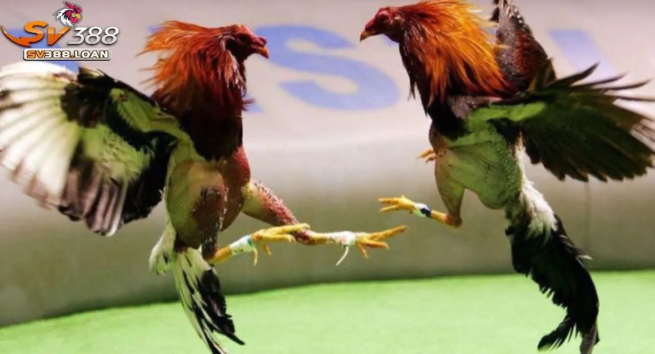 Thành công của kênh Sv 388 Đá Gà Cựa Sắt