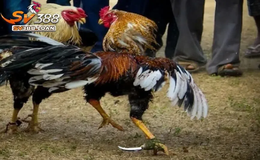 So sánh Đá Gà Mỹ Sv388 với các loại đá gà khác