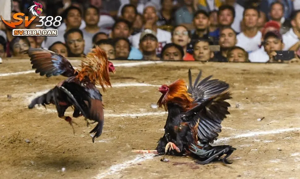 Ưu điểm chỉ có ở Đá Gà Philippines Sv388