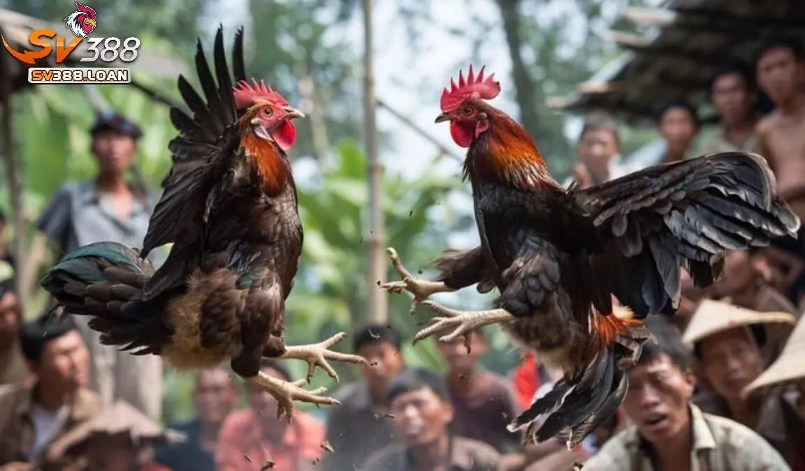 Những điều cần biết về Đá Gà Shamo Sv388 là gì?