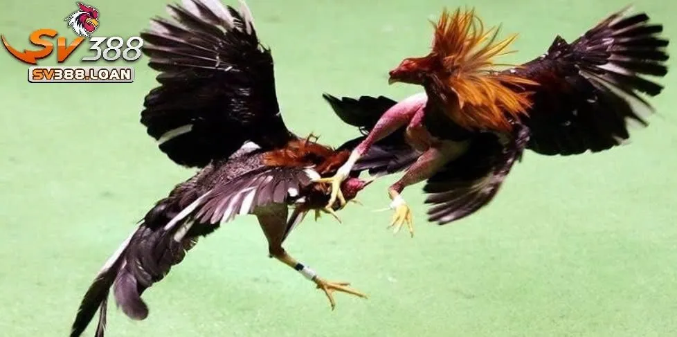 Mẹo toàn thắng trong các phiên cược tại Đá Gà Sv388