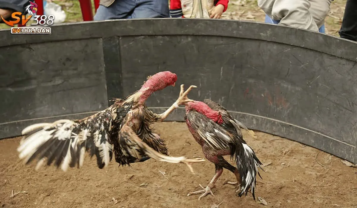 Cách chọn Gà Đá Hầu Kiềng Sv388 chuẩn
