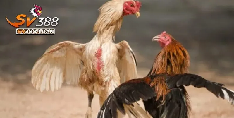 Kinh Nghiệm Chơi Đá Gà Casino Sv388 Online Hiệu Quả