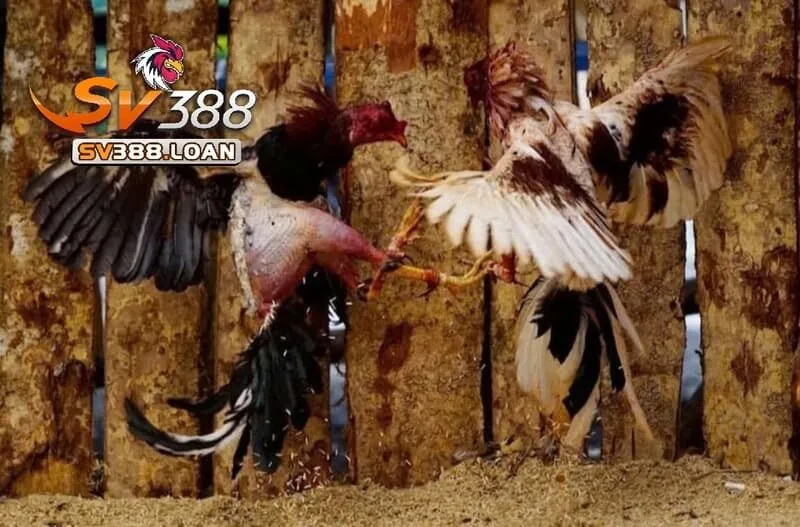 Một số dòng Đá Gà Chọi Cuba được cho là phổ biến nhất ở thị trường Việt Nam