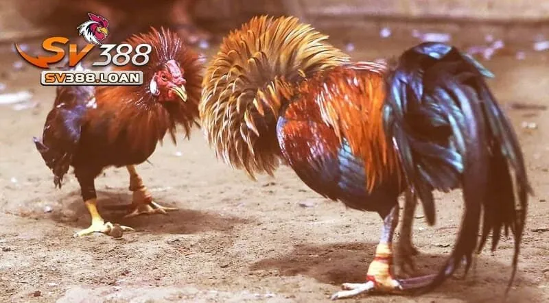 Cược Đá Gà Cựa Sắt Sv388 với 3 lựa chọn