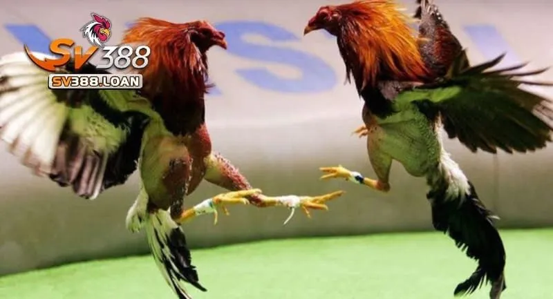 Thành công của kênh đá gà cựa sắt Sv388