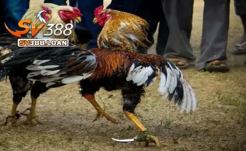 So sánh Đá Gà Mỹ Sv388 với các loại đá gà khác