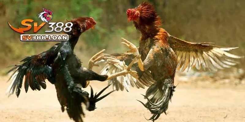 Cách phân định thắng thua Đá Gà Thomo Sv388